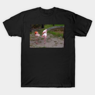 Pink and red flamingo T-Shirt